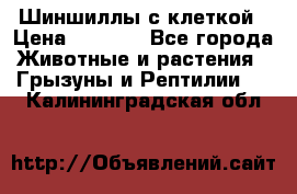 Шиншиллы с клеткой › Цена ­ 8 000 - Все города Животные и растения » Грызуны и Рептилии   . Калининградская обл.